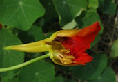 Tropaeolum majus (Garden Nasturtium) - CLICK TO ENLARGE PHOTO